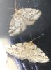 Tephronia oranaria
